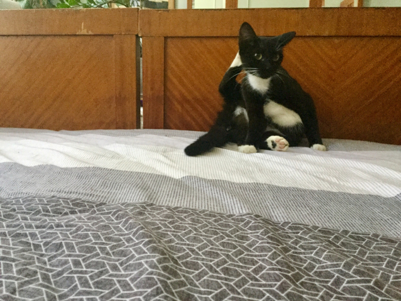 Кошки в нашей жизни. Кошки и все, что с ними связано.