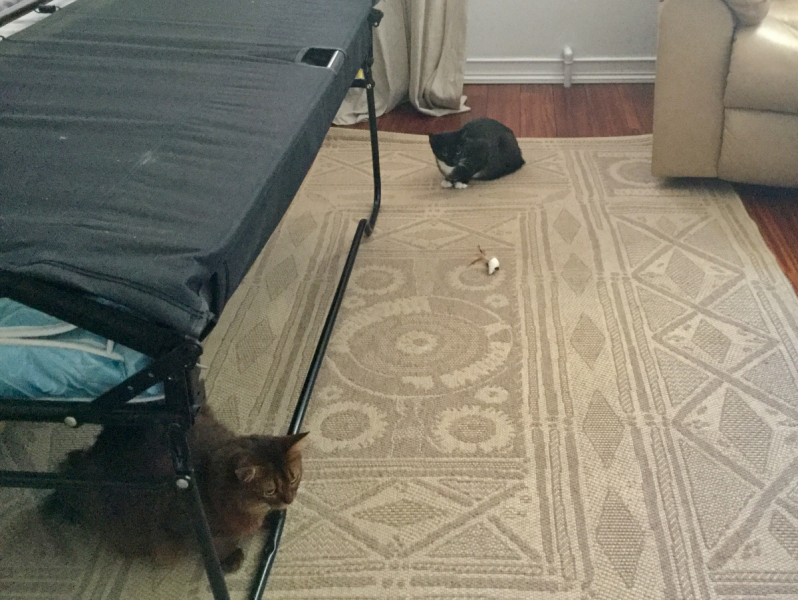 Кошки в нашей жизни. Кошки и все, что с ними связано.