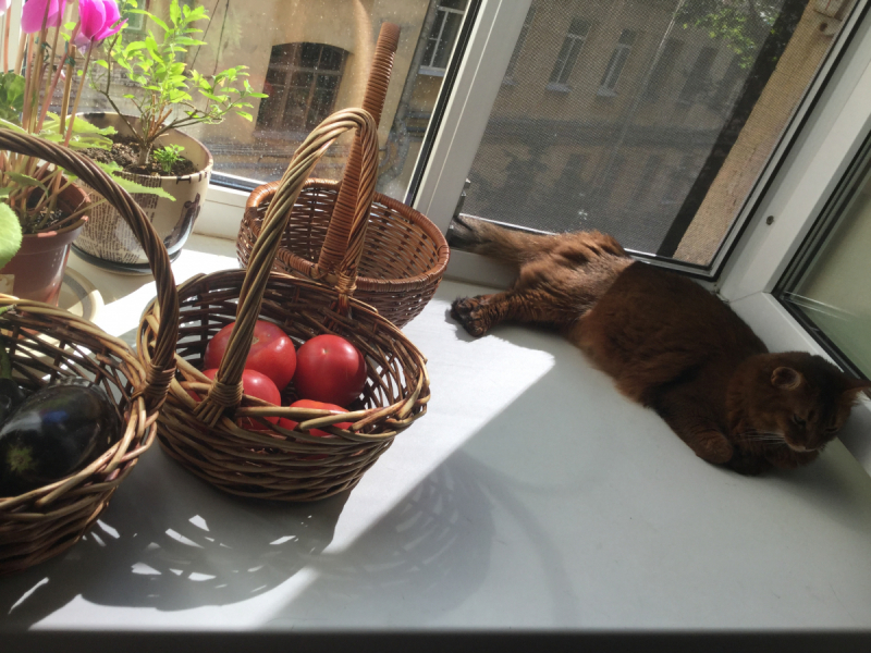 Кошки в нашей жизни. Кошки и все, что с ними связано.