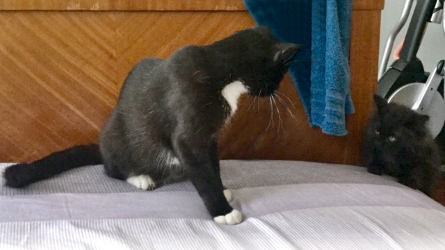 Кошки в нашей жизни. Кошки и все, что с ними связано.