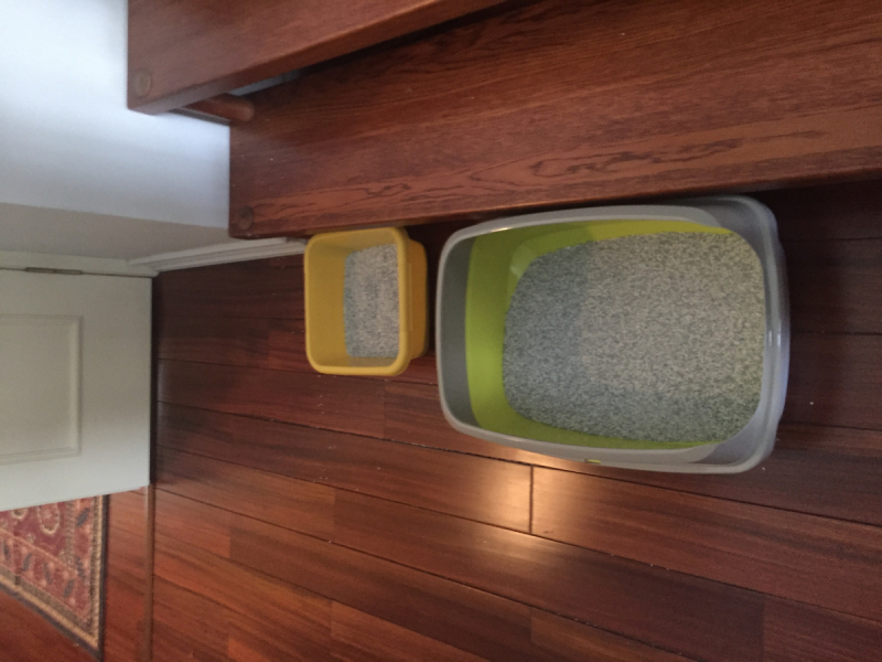 Кошки в нашей жизни. Кошки и все, что с ними связано.