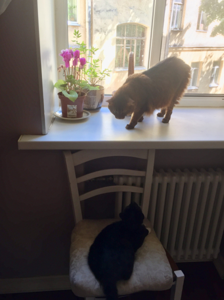 Кошки в нашей жизни. Кошки и все, что с ними связано.