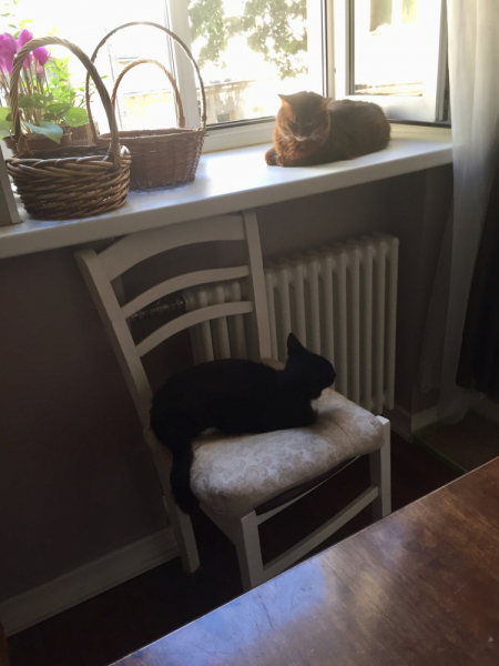 Кошки в нашей жизни. Кошки и все, что с ними связано.