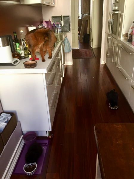 Кошки в нашей жизни. Кошки и все, что с ними связано.