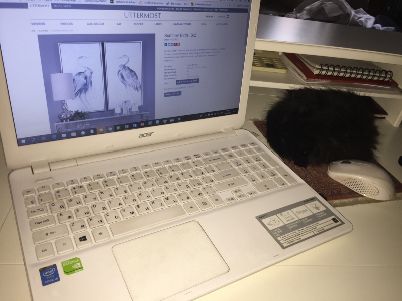 Кошки в нашей жизни. Кошки и все, что с ними связано.