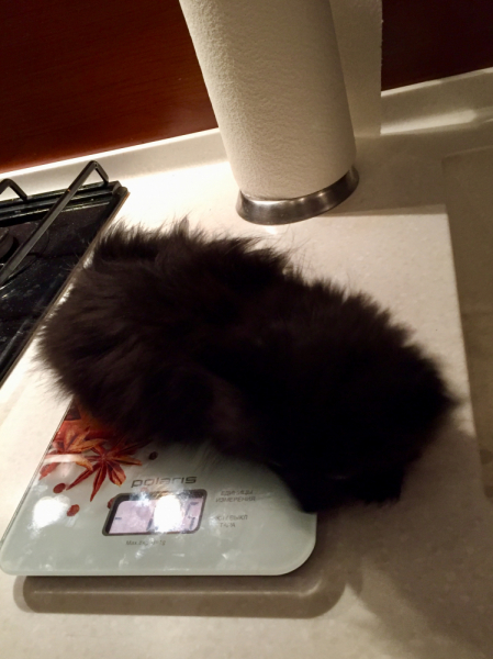 Кошки в нашей жизни. Кошки и все, что с ними связано.