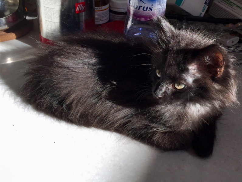 Кошки в нашей жизни. Кошки и все, что с ними связано.