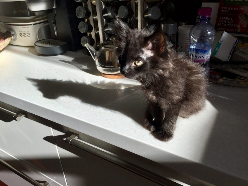 Кошки в нашей жизни. Кошки и все, что с ними связано.