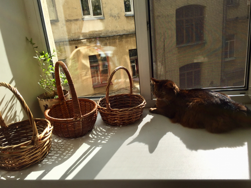 Кошки в нашей жизни. Кошки и все, что с ними связано.