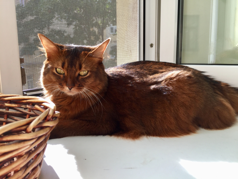 Кошки в нашей жизни. Кошки и все, что с ними связано.