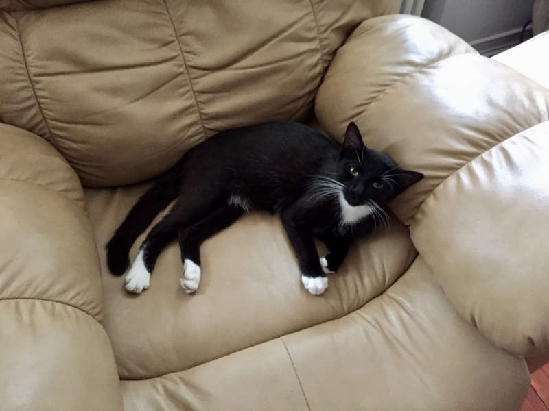 Кошки в нашей жизни. Кошки и все, что с ними связано.