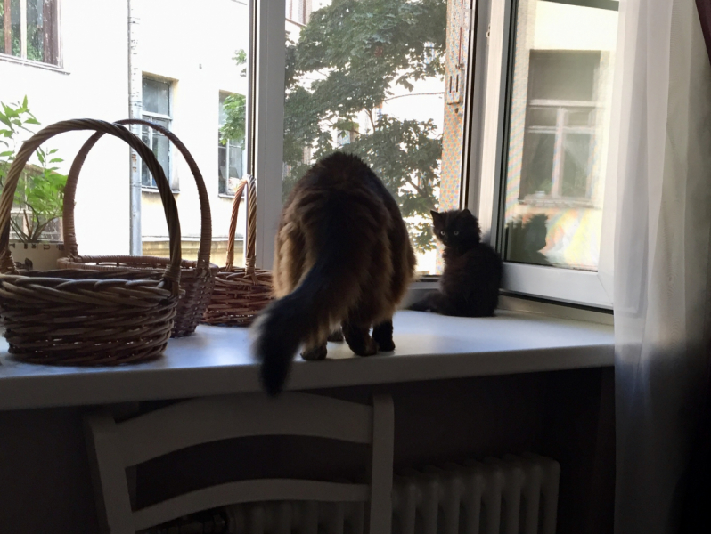 Кошки в нашей жизни. Кошки и все, что с ними связано.