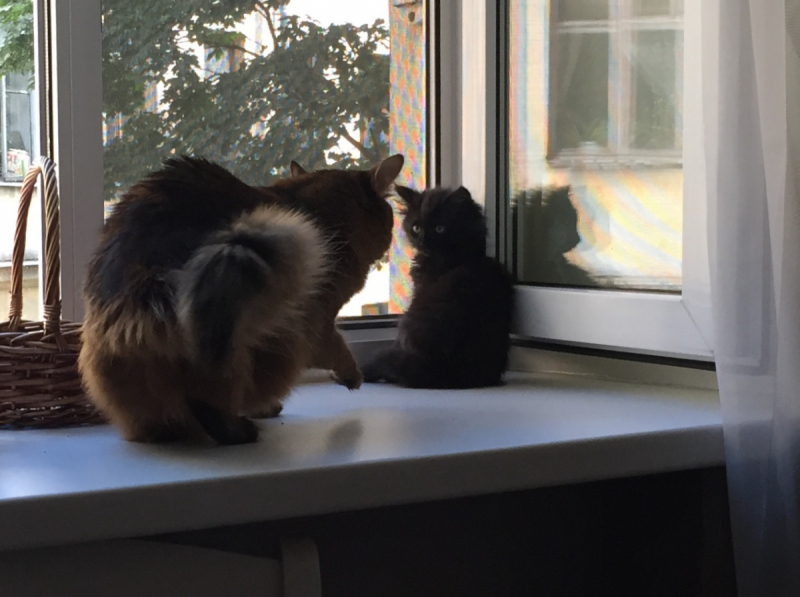 Кошки в нашей жизни. Кошки и все, что с ними связано.