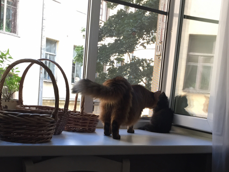 Кошки в нашей жизни. Кошки и все, что с ними связано.