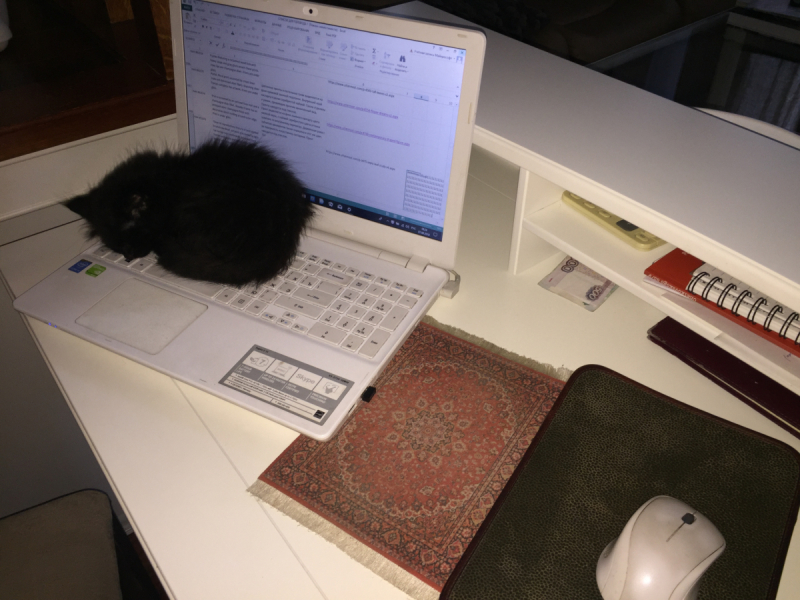 Кошки в нашей жизни. Кошки и все, что с ними связано.