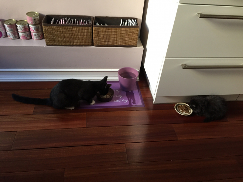 Кошки в нашей жизни. Кошки и все, что с ними связано.