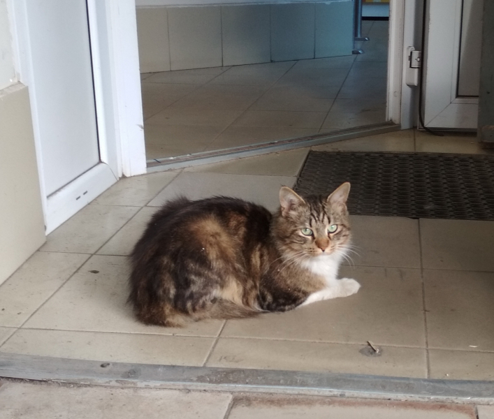 Кошки в нашей жизни. Кошки и все, что с ними связано.