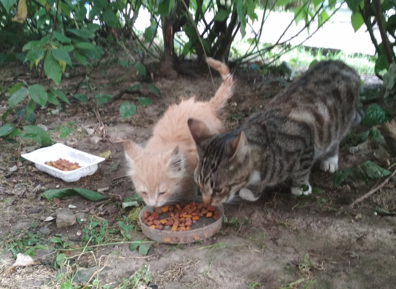 Кошки в нашей жизни. Кошки и все, что с ними связано.