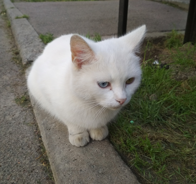 Кошки в нашей жизни. Кошки и все, что с ними связано.