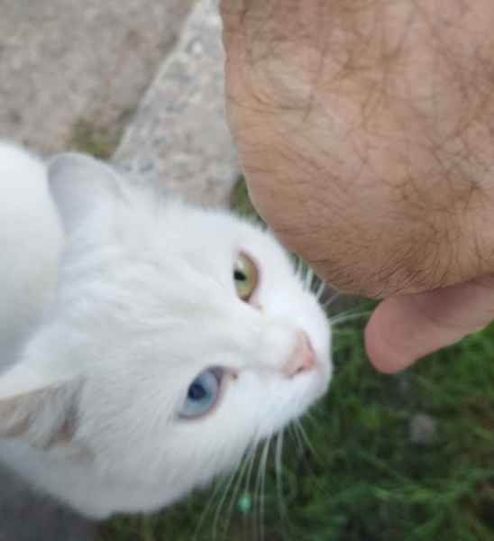 Кошки в нашей жизни. Кошки и все, что с ними связано.