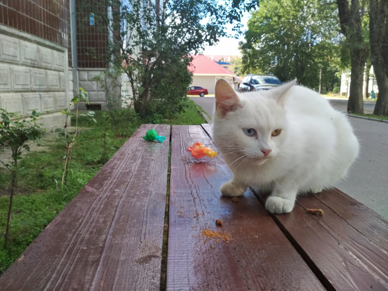Кошки в нашей жизни. Кошки и все, что с ними связано.