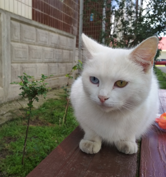 Кошки в нашей жизни. Кошки и все, что с ними связано.