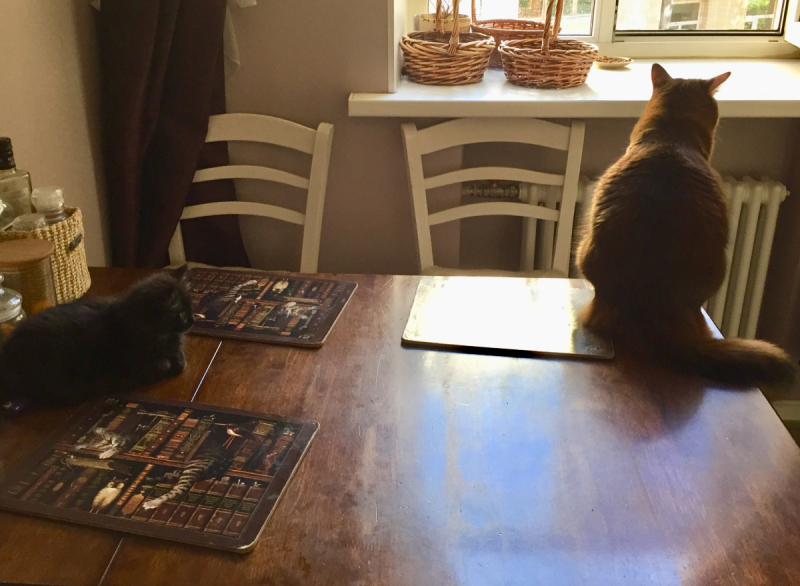 Кошки в нашей жизни. Кошки и все, что с ними связано.