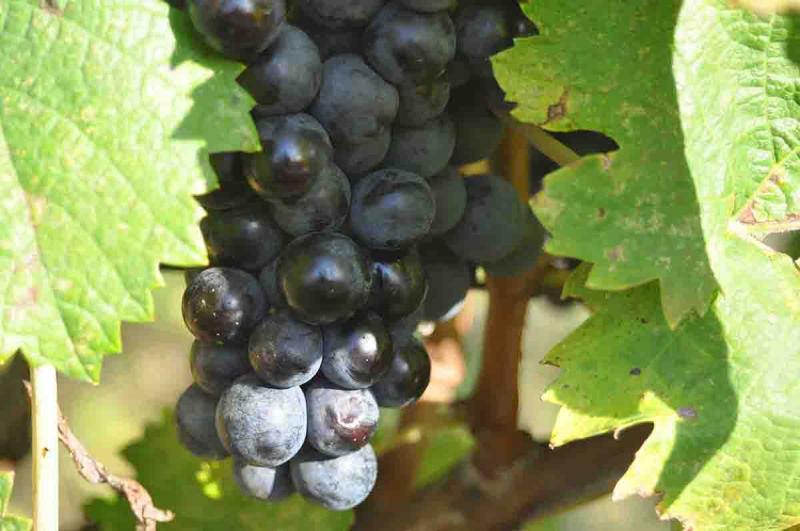 Праздник сбора винограда в Грузии - Ртвели. Как это было?