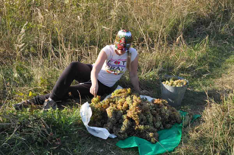 Праздник сбора винограда в Грузии - Ртвели. Как это было?