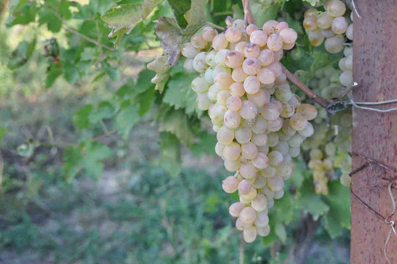 Праздник сбора винограда в Грузии - Ртвели. Как это было?