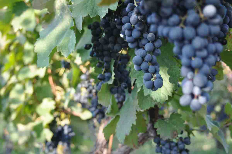 Праздник сбора винограда в Грузии - Ртвели. Как это было?