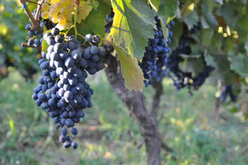 Праздник сбора винограда в Грузии - Ртвели. Как это было?