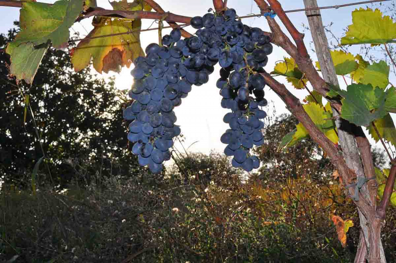 Праздник сбора винограда в Грузии - Ртвели. Как это было?