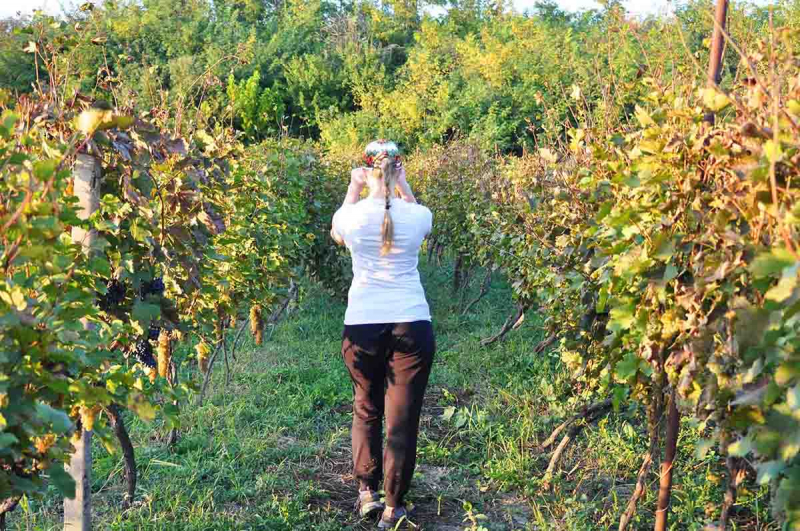 Праздник сбора винограда в Грузии - Ртвели. Как это было?