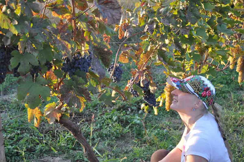 Праздник сбора винограда в Грузии - Ртвели. Как это было?