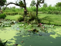 Первый раз за границу:  БКК -Самуи на месяц авг-сент 2011