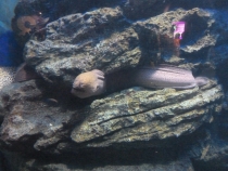 Первый раз за границу:  БКК -Самуи на месяц авг-сент 2011