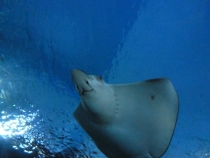 Первый раз за границу:  БКК -Самуи на месяц авг-сент 2011