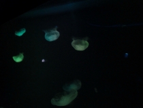 Первый раз за границу:  БКК -Самуи на месяц авг-сент 2011