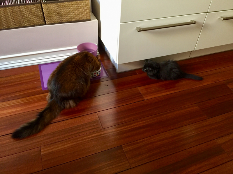 Кошки в нашей жизни. Кошки и все, что с ними связано.