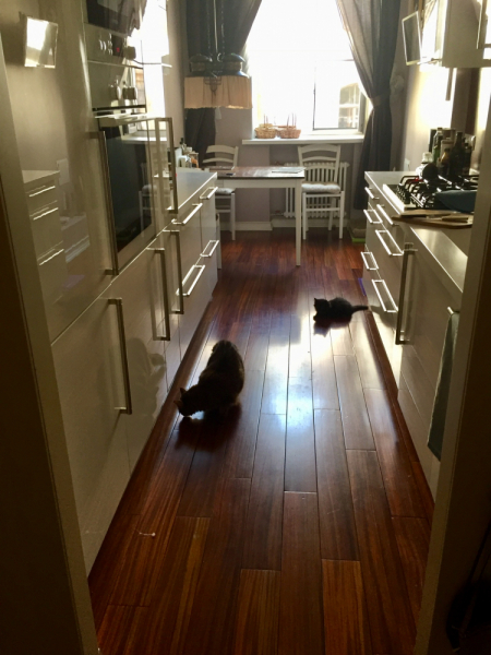 Кошки в нашей жизни. Кошки и все, что с ними связано.