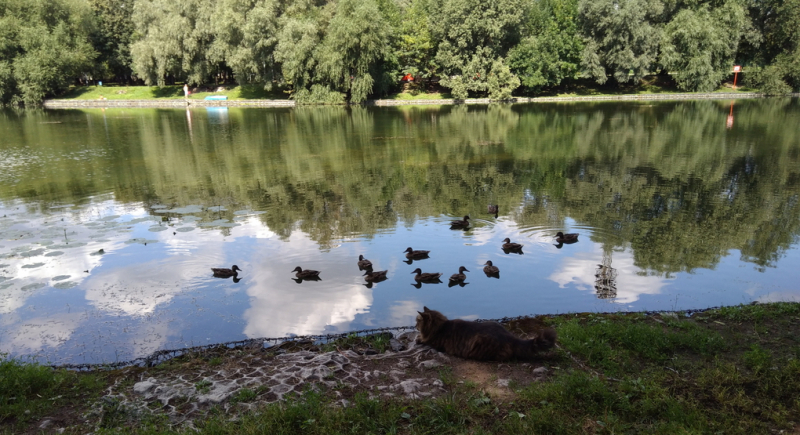 Кошки в нашей жизни. Кошки и все, что с ними связано.