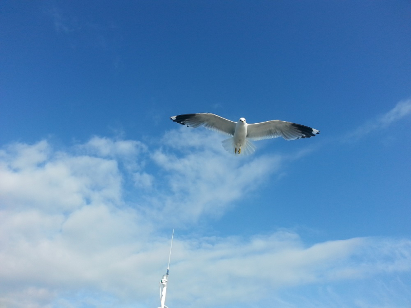 Россия времен ЧМ по футболу 2018: Москва-Коломна-СПб-Карелия-Соловки-Кронштадт-СПб
