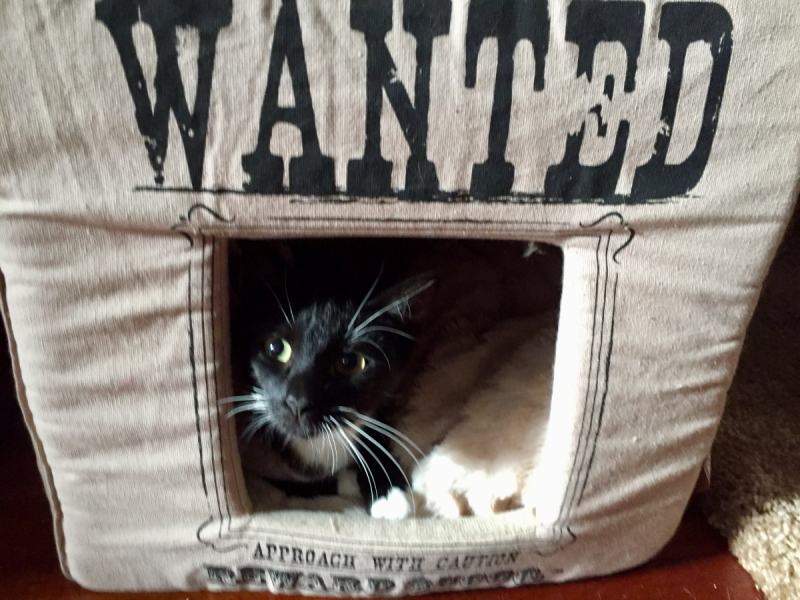 Кошки в нашей жизни. Кошки и все, что с ними связано.