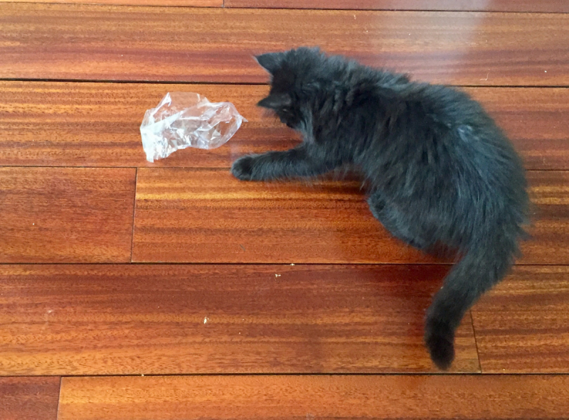 Кошки в нашей жизни. Кошки и все, что с ними связано.