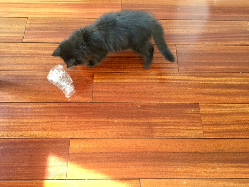 Кошки в нашей жизни. Кошки и все, что с ними связано.