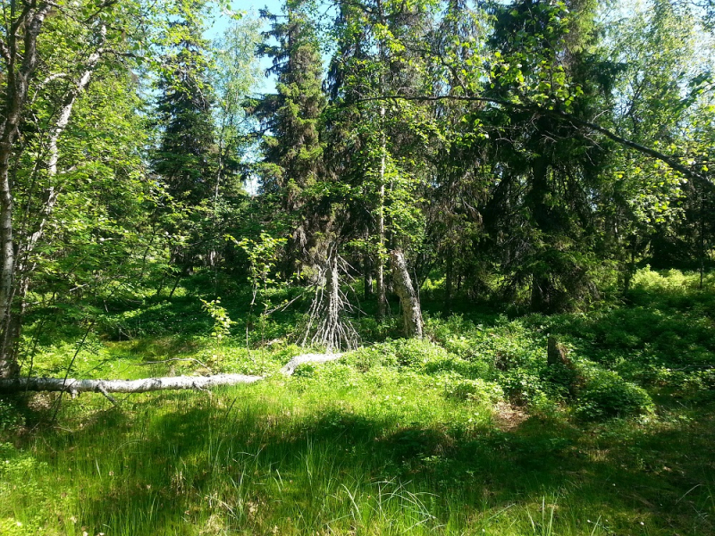 Россия времен ЧМ по футболу 2018: Москва-Коломна-СПб-Карелия-Соловки-Кронштадт-СПб