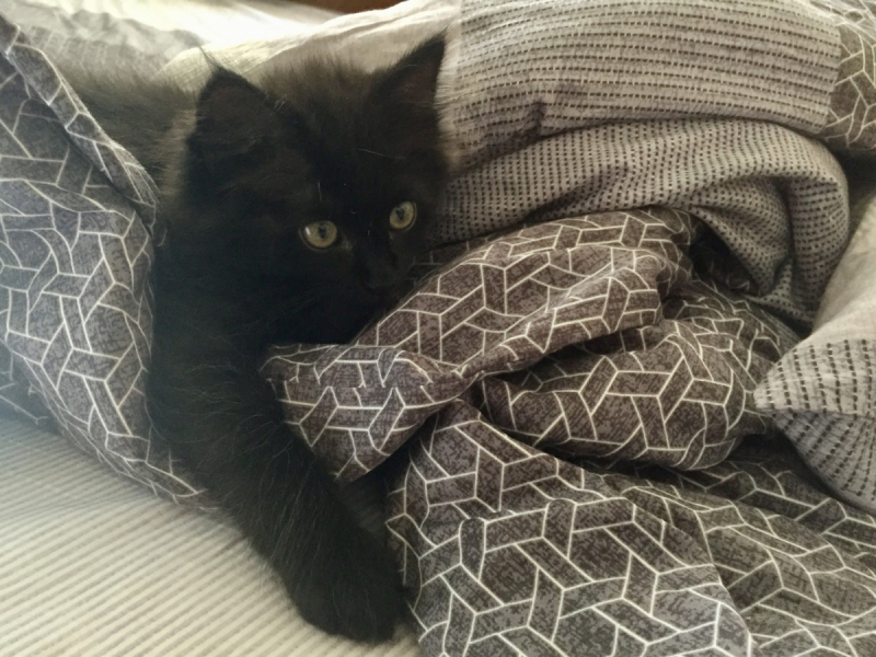 Кошки в нашей жизни. Кошки и все, что с ними связано.