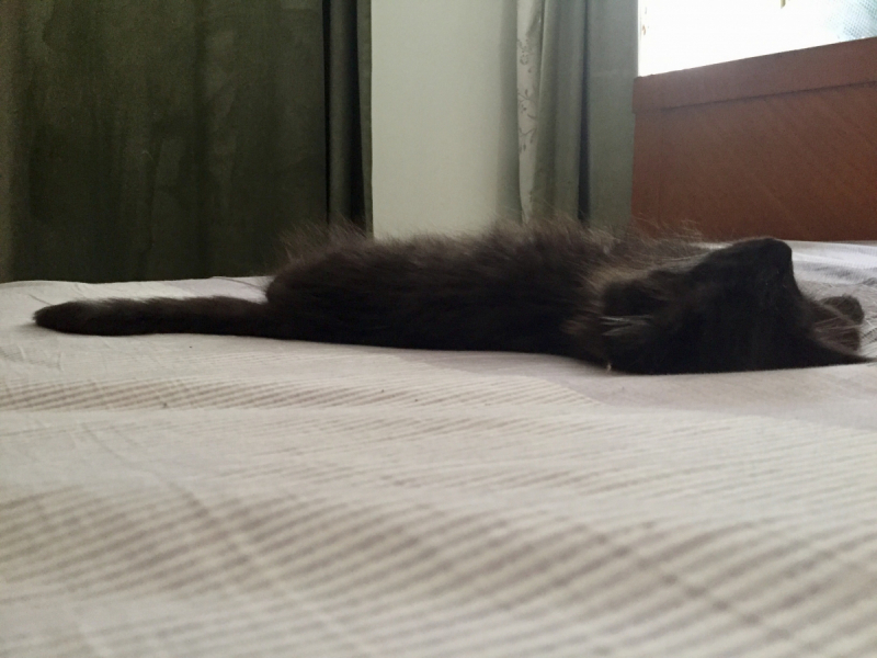 Кошки в нашей жизни. Кошки и все, что с ними связано.