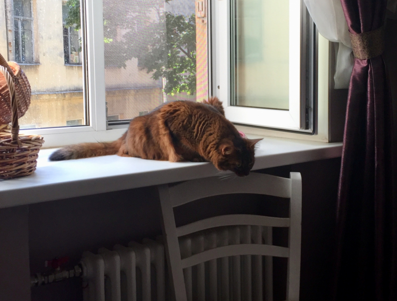 Кошки в нашей жизни. Кошки и все, что с ними связано.